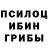 Галлюциногенные грибы Psilocybine cubensis Kota Fan