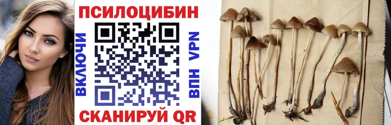 Псилоцибиновые грибы Psilocybe  Купить где  Кемь 